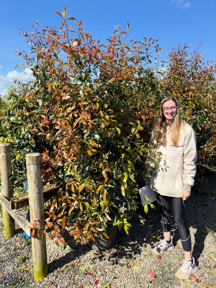 Photinia Red Robin 30 Litre Pot 175/200 cm