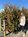 Photinia Red Robin 30 Litre Pot 175/200 cm
