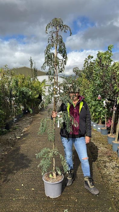 Sorbus Chinese Lace 15 Litre Pot