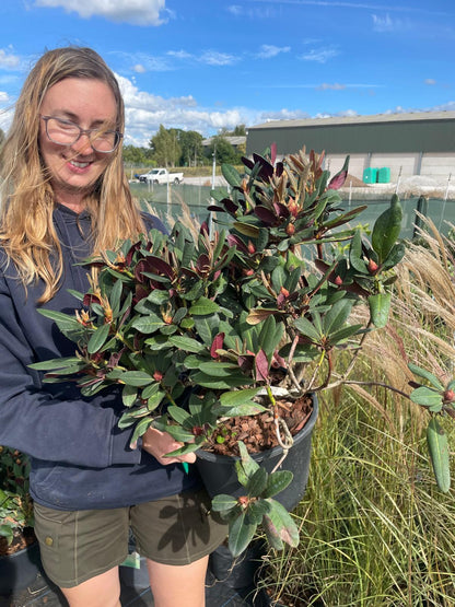 Rhododendron Wine and Roses 7.5 Litre Pot