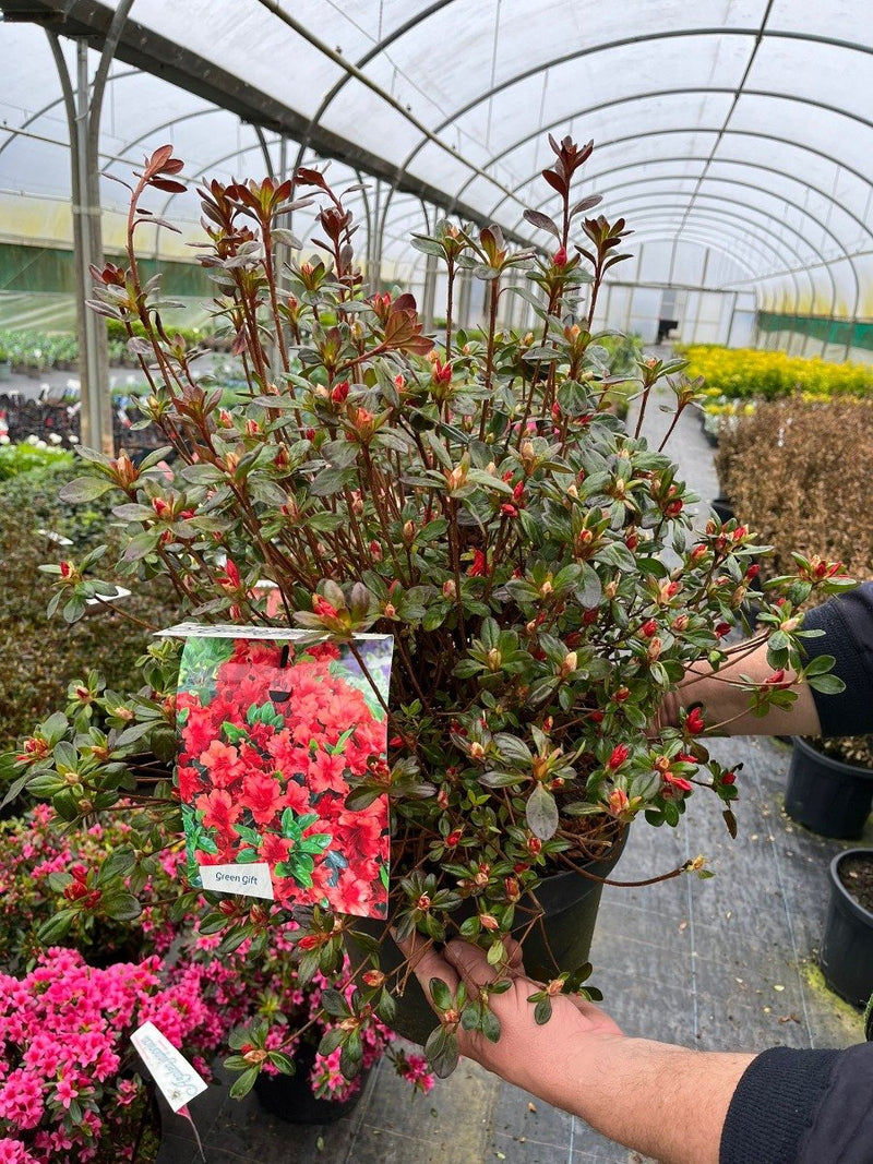 Azalea Japonica Thierry 10 Litre Pot