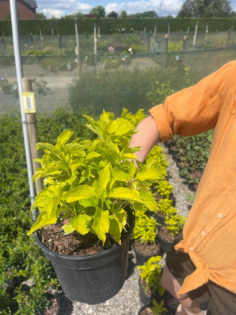 Philadelphus Coronarius Aureus 3 Litre Pot