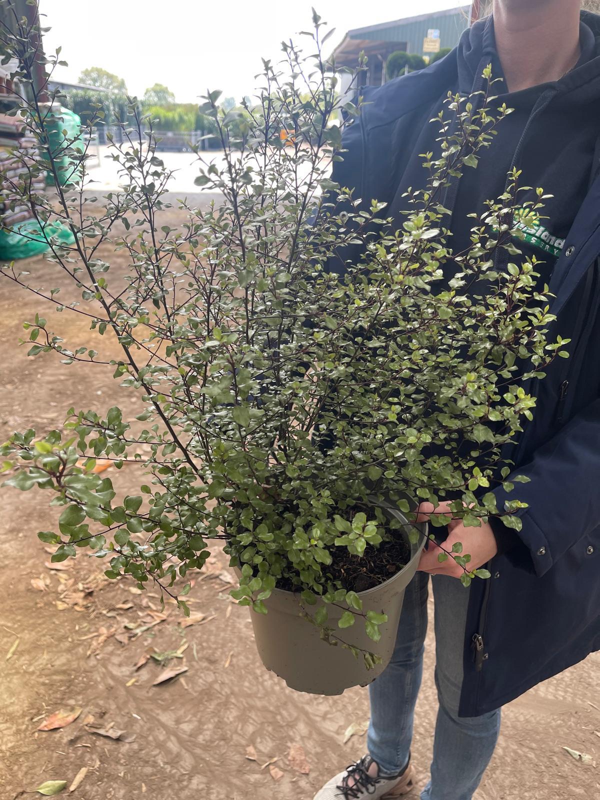 Pittosporum Tenuifolium Silver Sheen 5 Litre Pot
