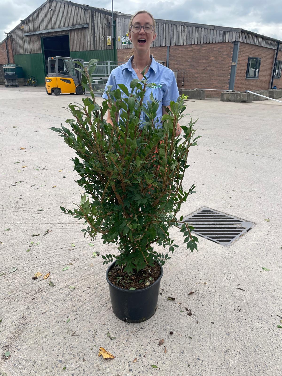 Euonymus Alatus 20 Litre Pot 100-120cm