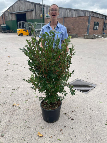 Euonymus Alatus 20 Litre Pot 100/120cm