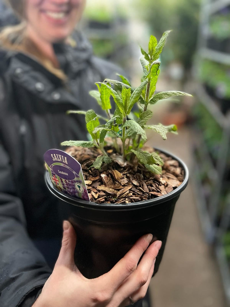 Salvia ner. Caradonna 2 Litre Pot