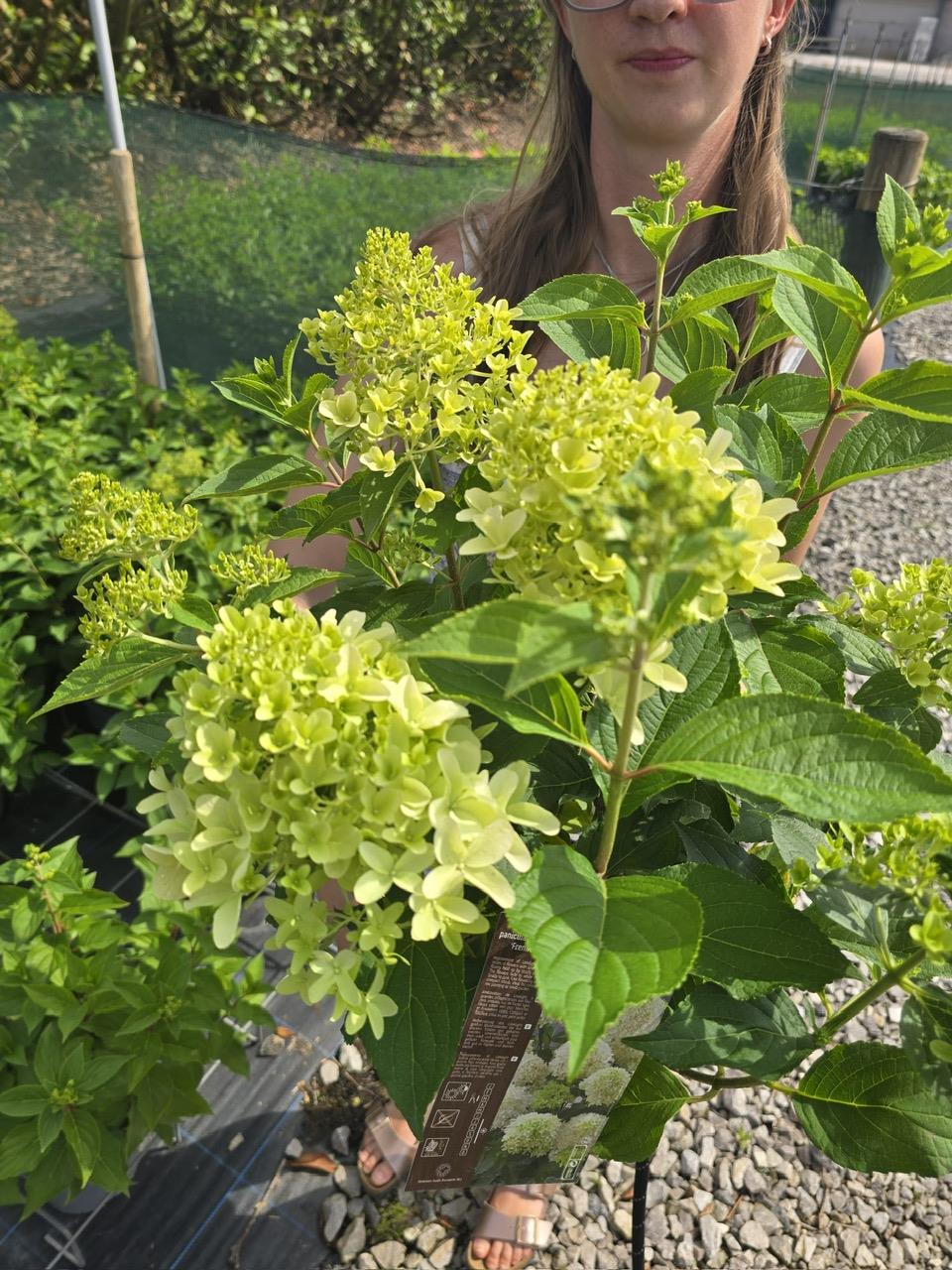 Hydrangea paniculata Skyfall 4.5 Litre Pot