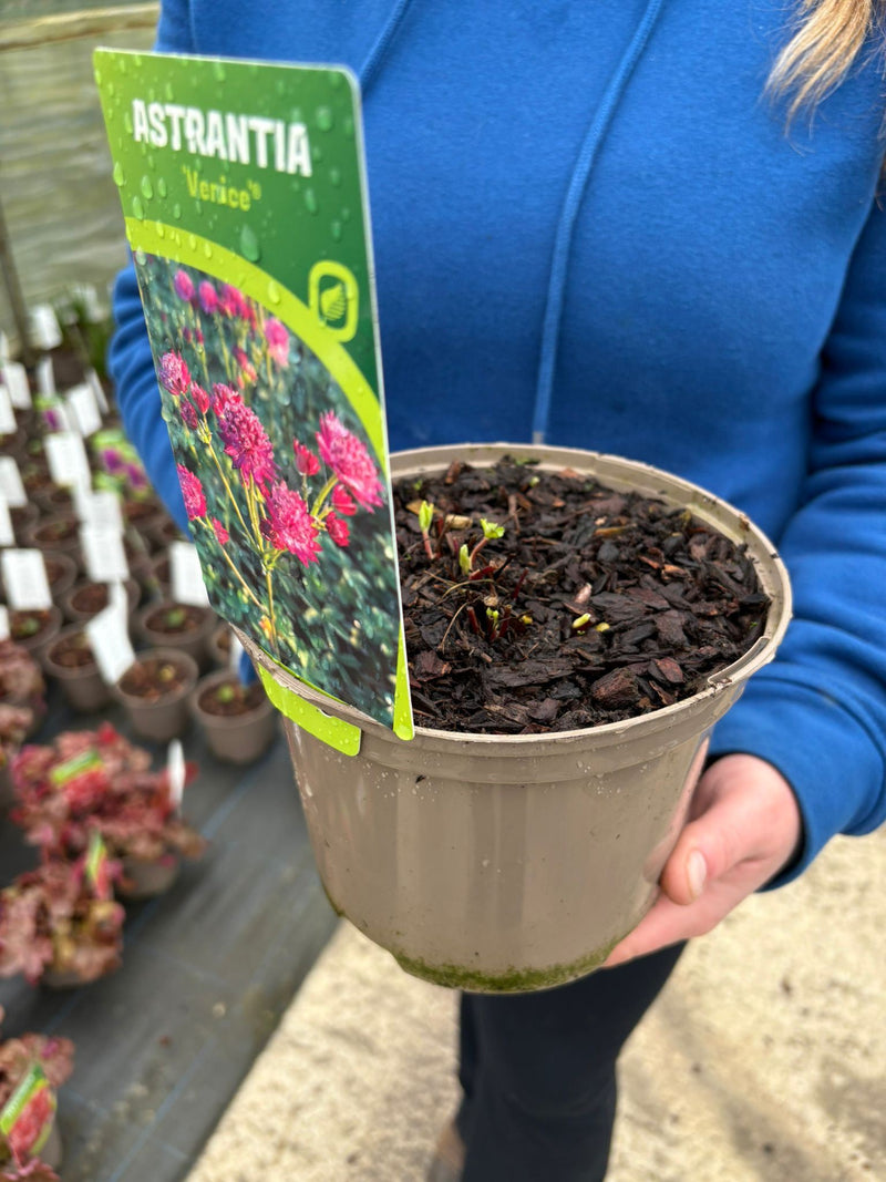 Astrantia maj. Venice 2 Litre Pot