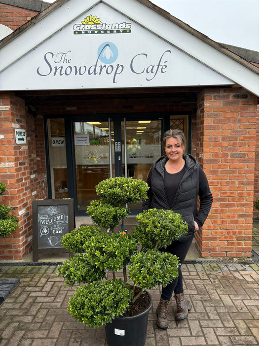 Ilex Max Kanehirea Bonsai 25 Litre Pot