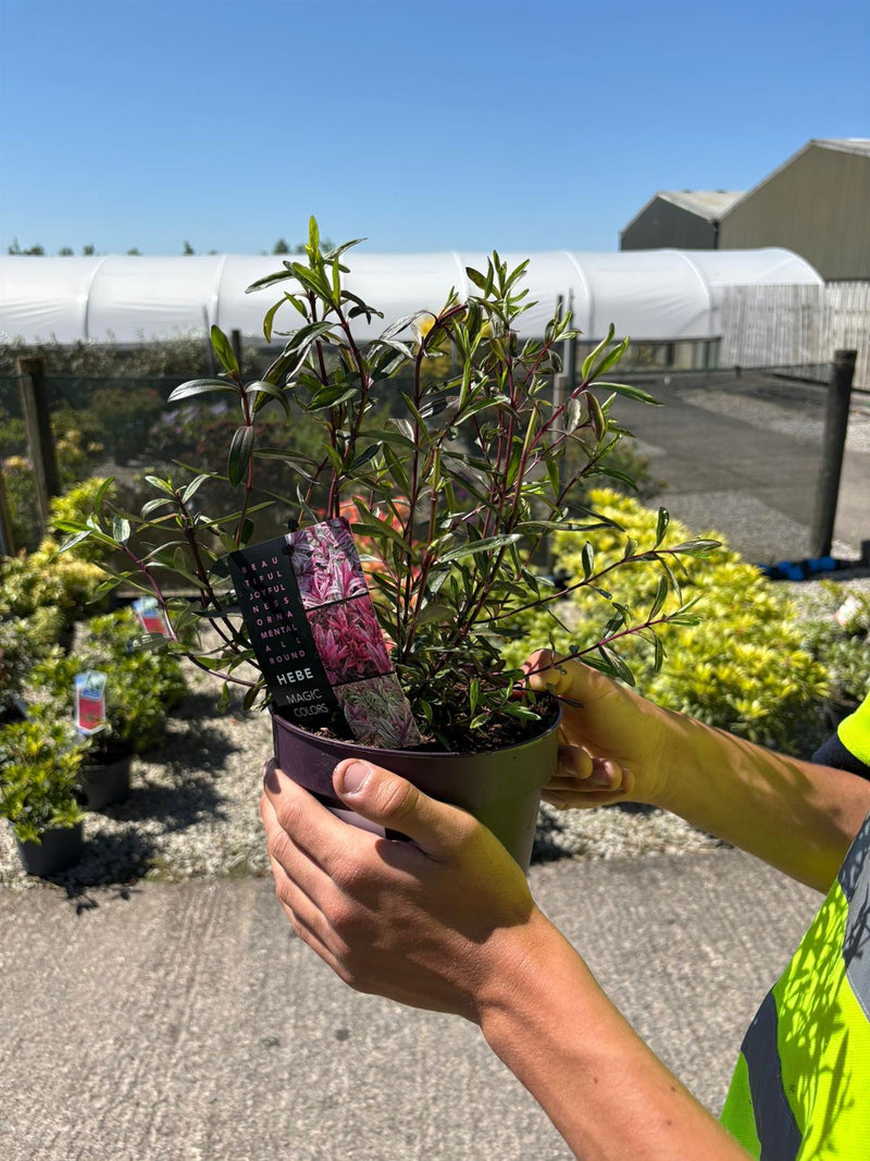 Hebe Magic Colour 2 Litre Pot