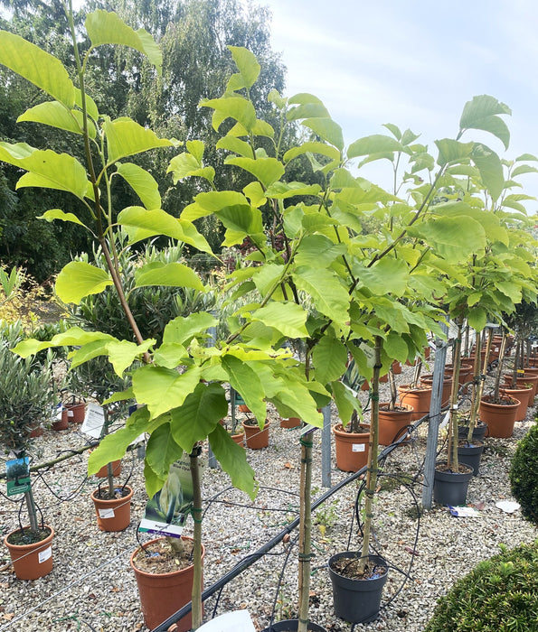 Magnolia Satisfaction 5 Litre Pot 1/4 Standard