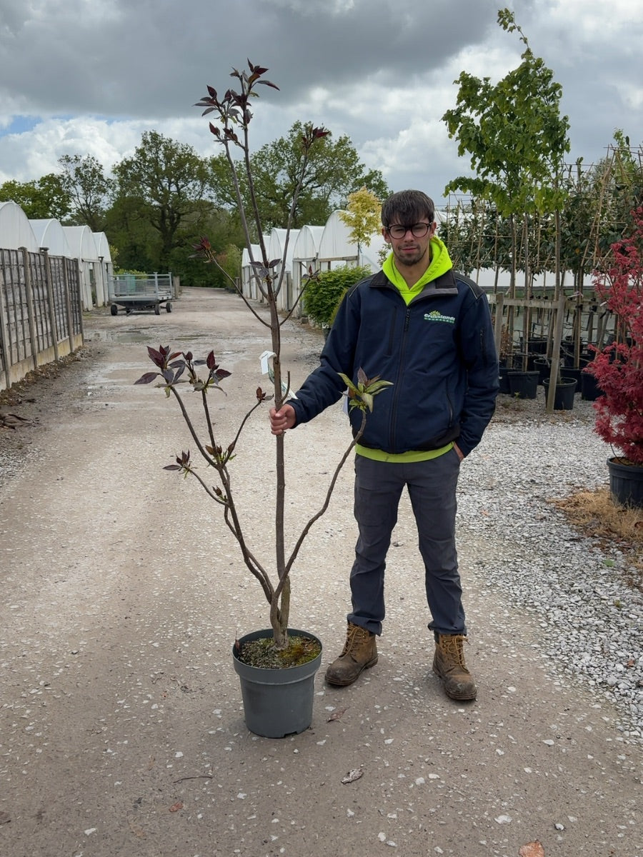 Catalpa Erubescens Purpurea 12 Litre Pot 100/125cm
