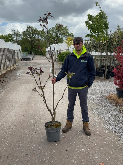 Catalpa Erubescens Purpurea 12 Litre Pot 100/125cm