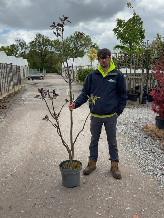 Catalpa Erubescens Purpurea 12 Litre Pot 100/125cm