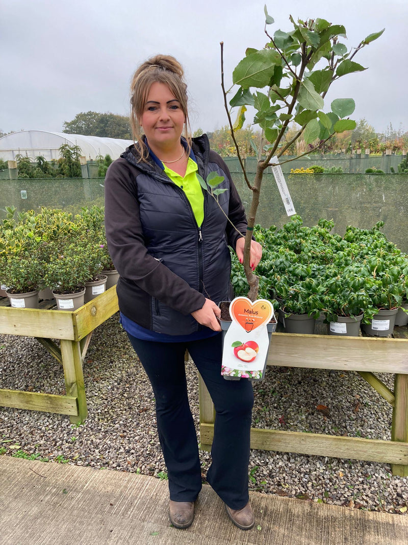 Apple Red Boskoop 5 Litre Pot Patio Fruit