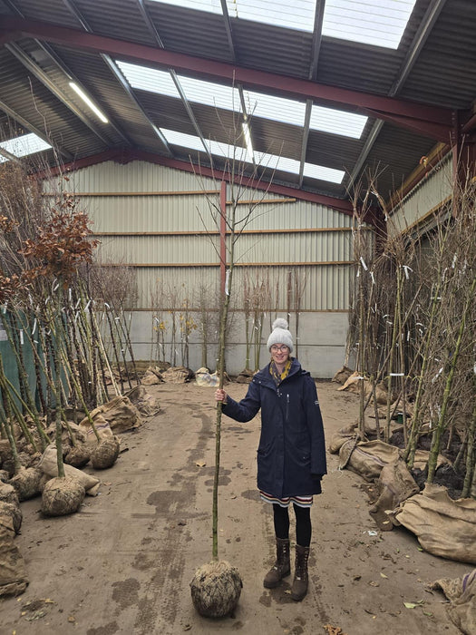 Sorbus Aria 8/10cm Girth Root Ball