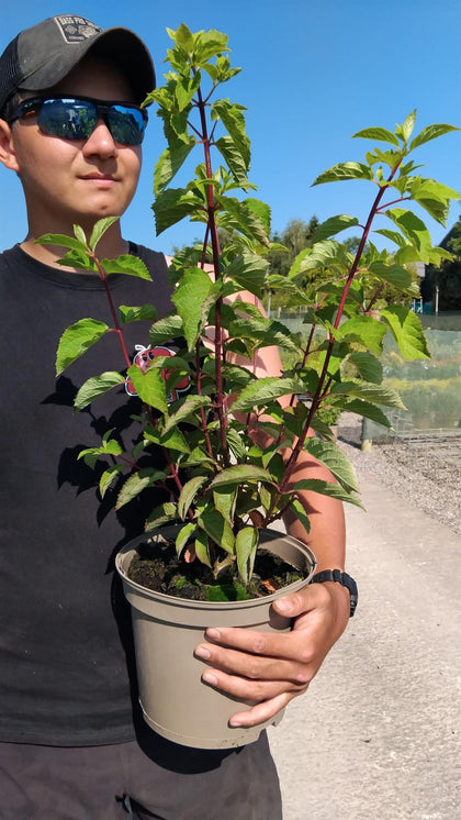 Hydrangea Paniculata Fraise Melba 5 Litre Pot