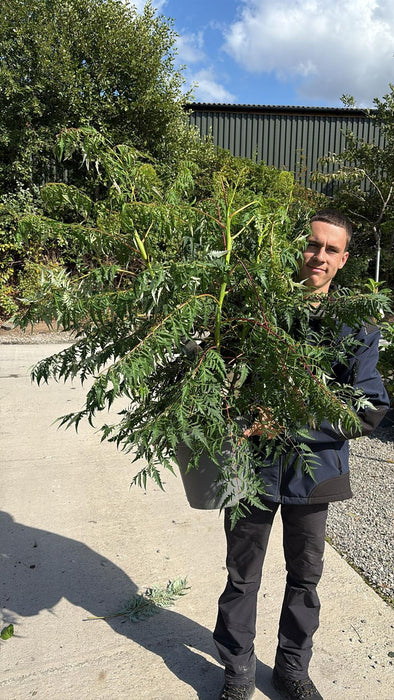 Rhus glabra Laciniata 12 Litre Pot 80/100cm