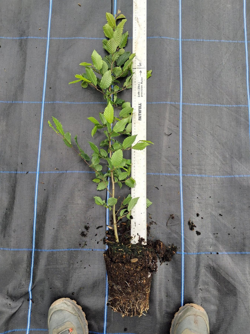 Hornbeam Hedging 2 Litre Pot 60/80