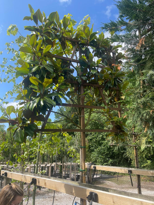 4 x Magnolia Grandiflora Pleached Standard 190cm Stem 120x120cm