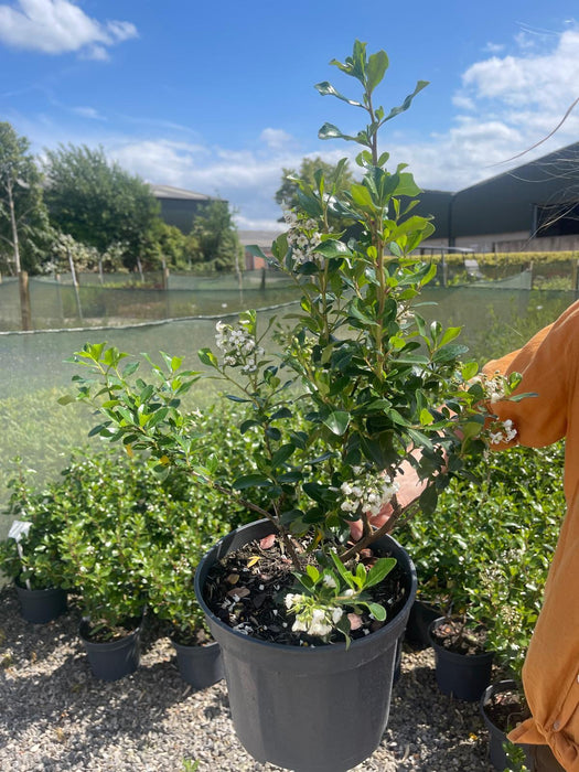 Escallonia Iveyi 2 Litre Pot