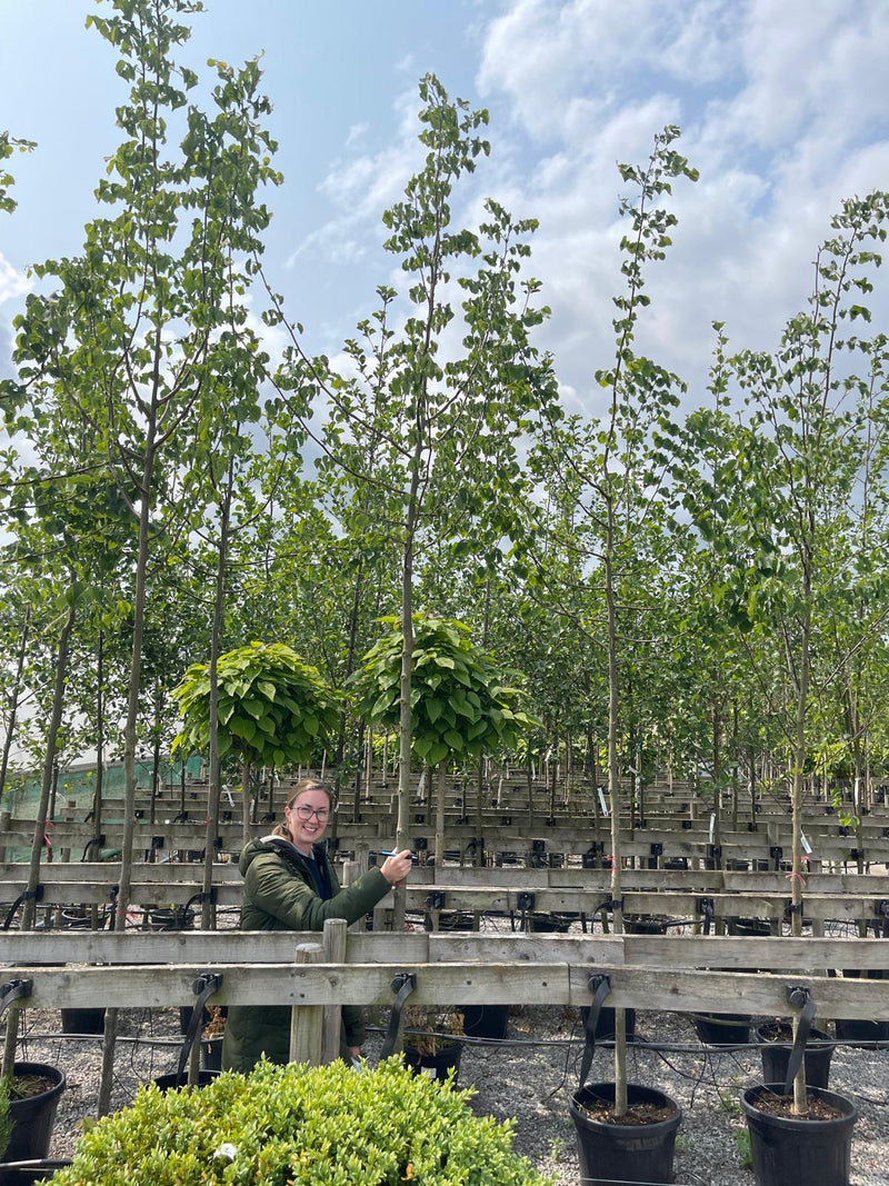 Tilia Cordata Extra Heavy Standard 10-12 Girth