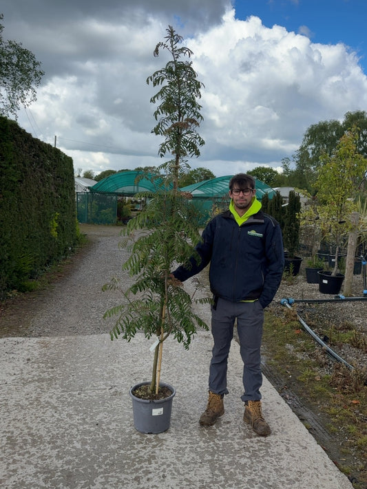 Sorbus Chinese Lace 15 Litre Pot