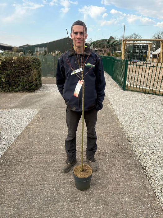 Salix integra Hakuro Nishiki Flamingo 6 Litre Pot 100cm Stem