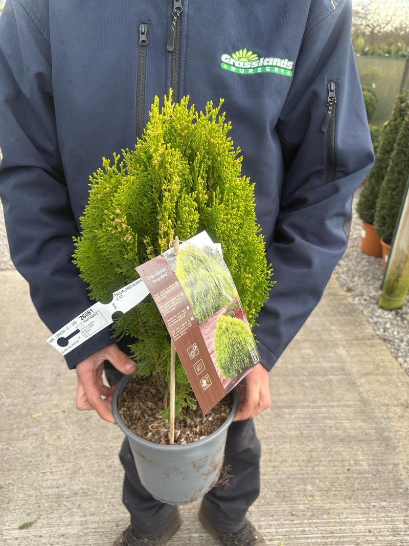 Thuja Occ. Aurea Nana 4.5 Litre Pot — Grasslands Nursery