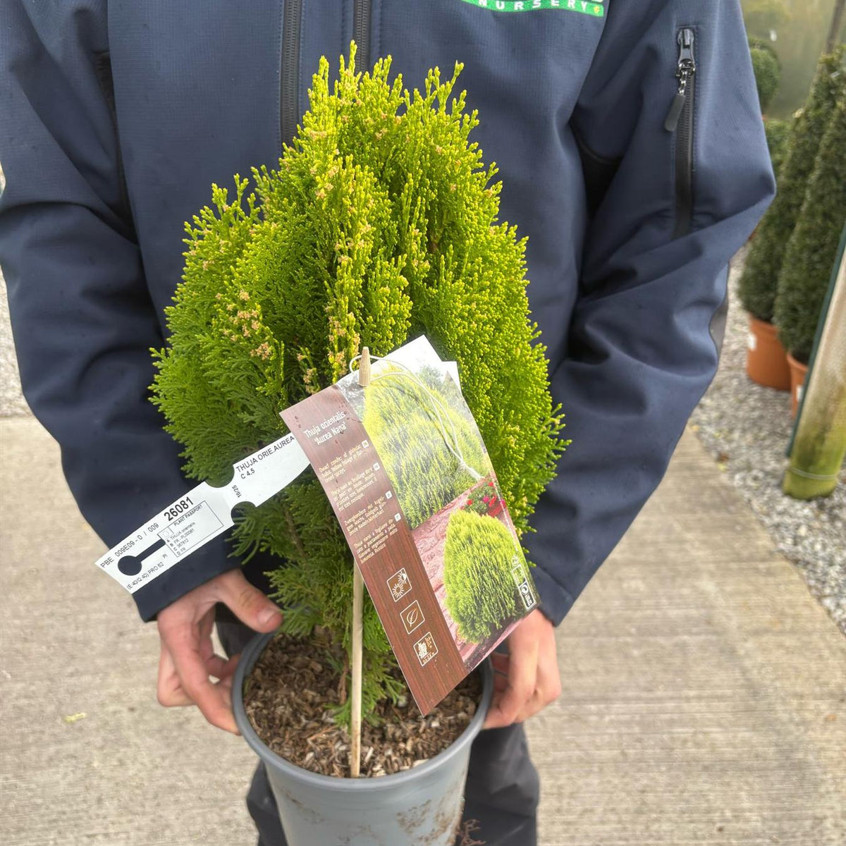 aurea nana thuja Thuja Occ. Aurea Nana 4.5 Litre Pot — Grasslands Nursery
