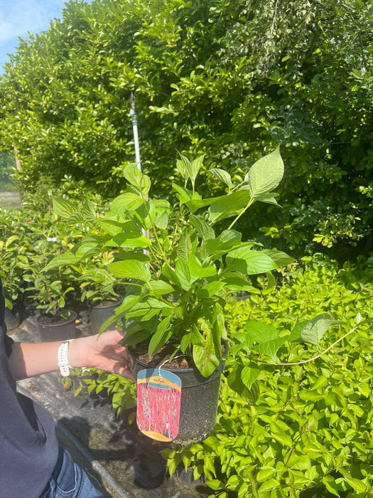 Cornus Alba Siberica 3 Litre Pot