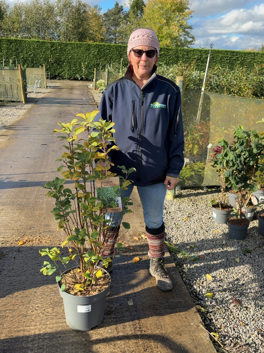 Amelanchier aln. Obelisk 12 Litre Pot 100/125cm