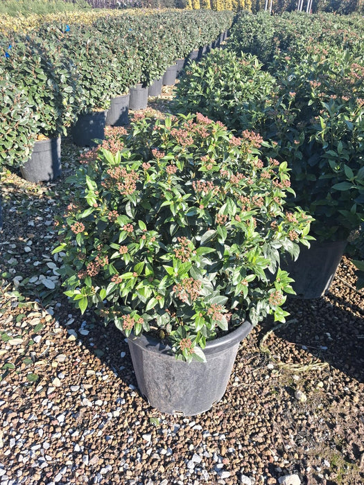 Viburnum Tinus Eve Price Ball 25 Litre Pot 50/60cm Wide