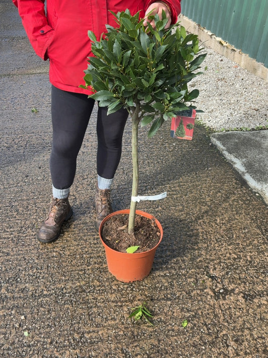 Laurus Nobilis 10 litre pot 1/4 Standard 60cm Stem 35-40cm Head