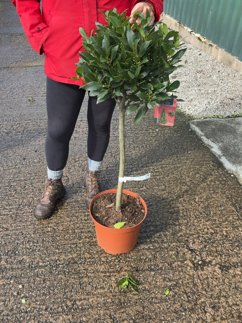 Laurus Nobilis 10 litre pot 1/4 Standard 60cm Stem 35-40cm Head