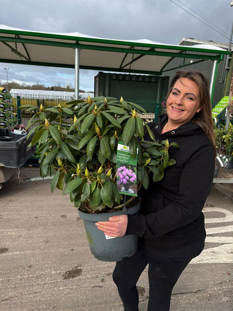 Rhododendron Hybrid English Roseum 12 Litre Pot