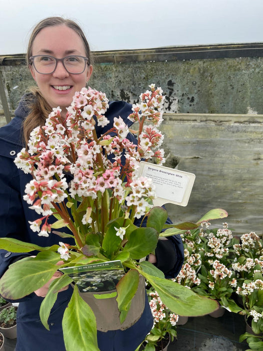 Bergenia Bressingham White 2 Litre Pot