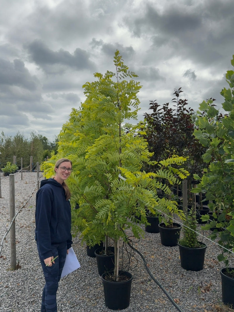 Robinia Frisia 10 Litre Pot
