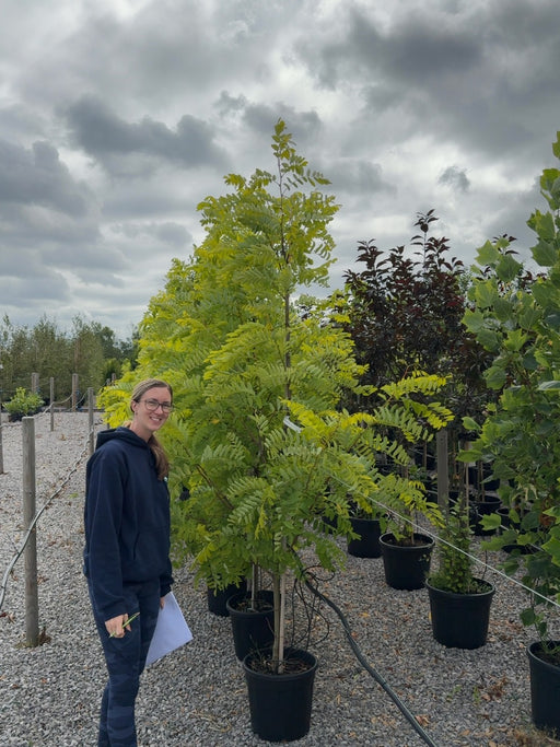 Robinia Frisia 10 Litre Pot