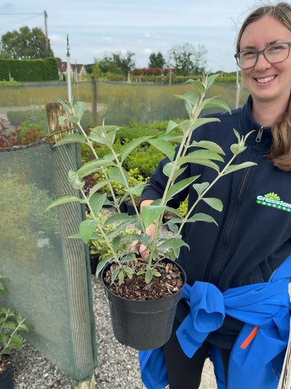 Buddleja davidii Lochinch - Butterfly Bush 3 Litre Pot