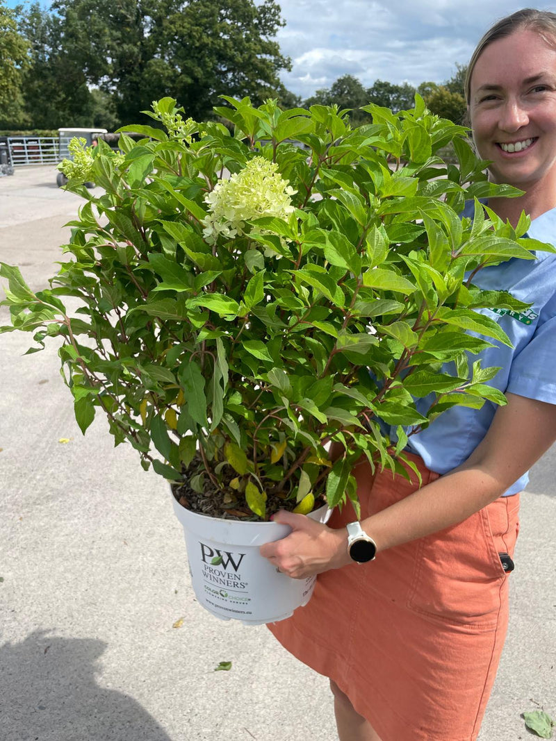 Hydrangea Pan. Pinkachu 10 Litre Pot