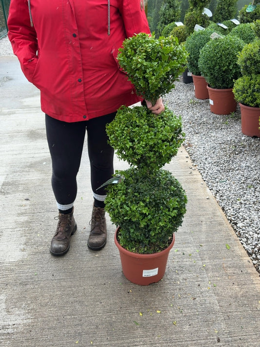 Buxus Sempervirens Trio-Ball Stack 10 Litre Pot