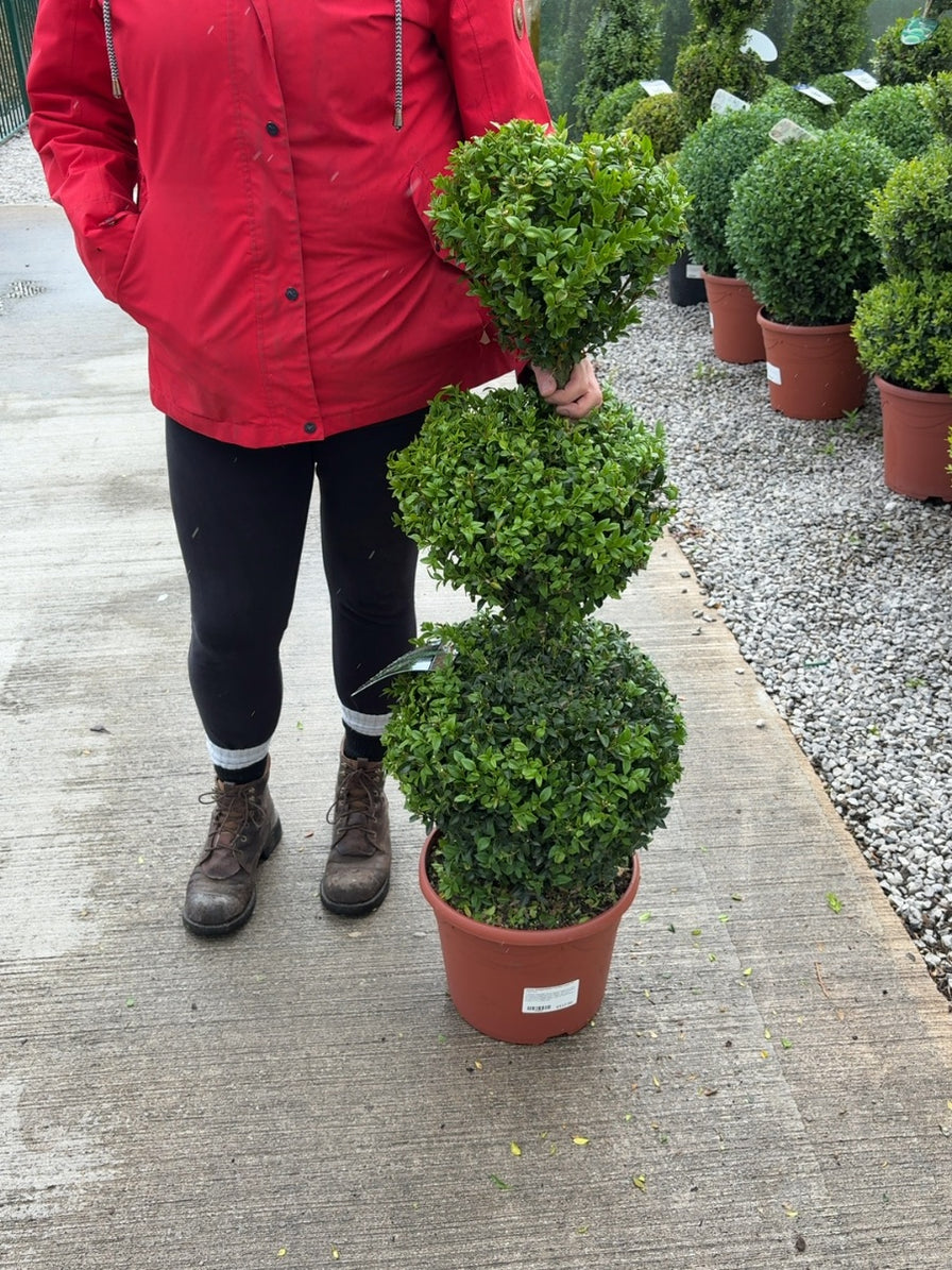 Topiary Ball Stacks | Evergreen Topiary Columns | Grasslands ...