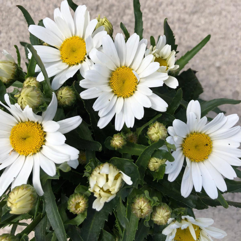 Leucanthemum Snow Lady 1.5 Litre Pot