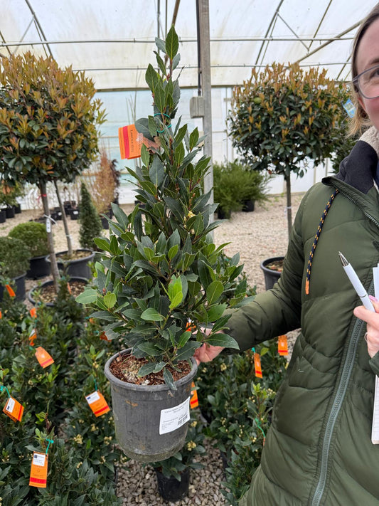 Laurus Nobilis Cone 3 Litre Pot 70cm inc. Pot