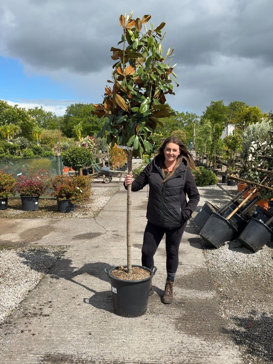 Magnolia Grandiflora Goliath 35 Litre Pot Half Standard