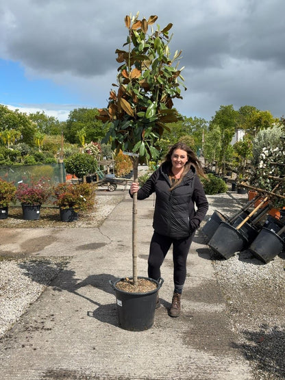 Magnolia Grandiflora Goliath 35 Litre Pot Half Standard