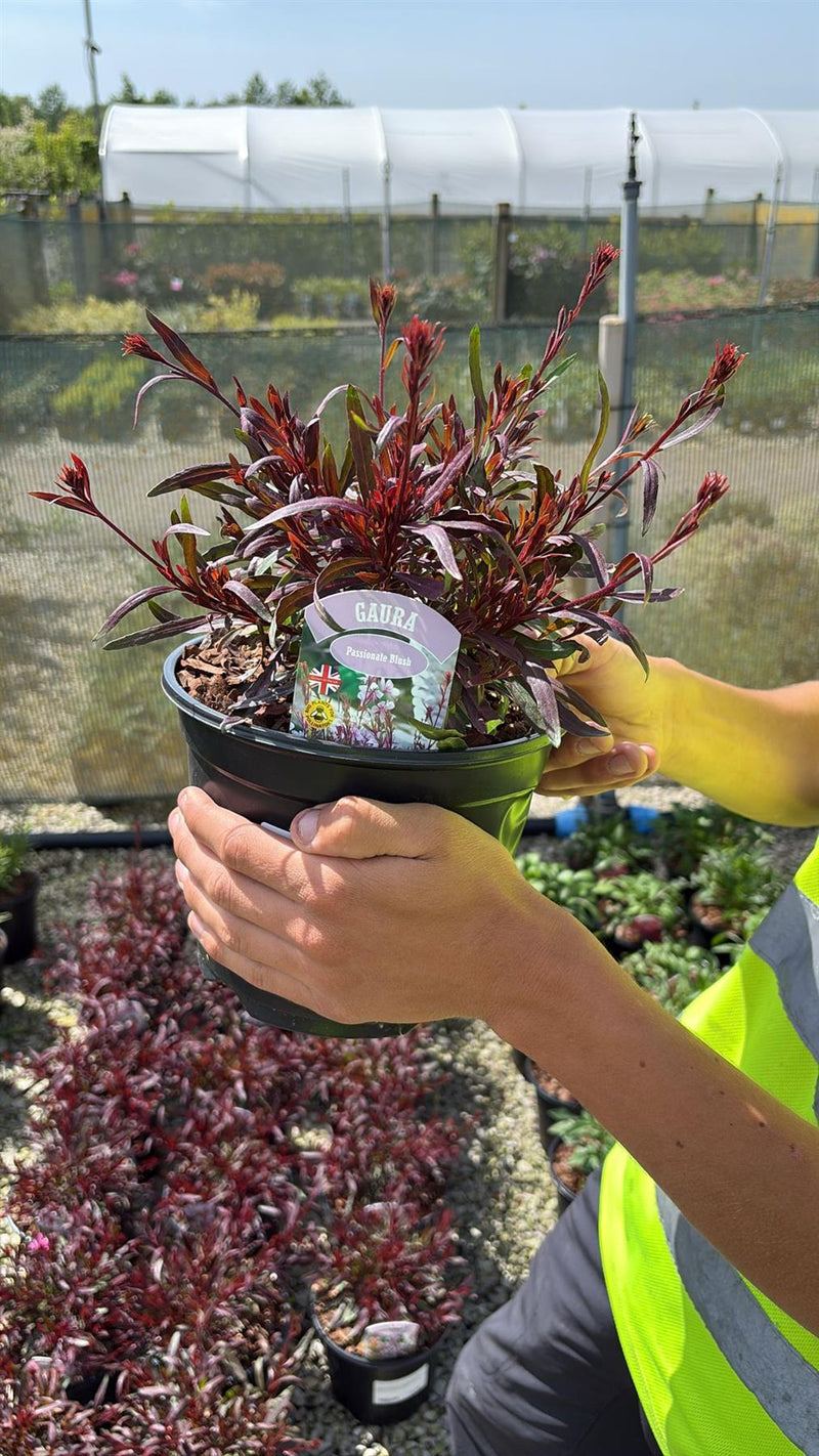 blush plant pot Gaura Passionate Blush 3 Litre Pot — Grasslands Nursery