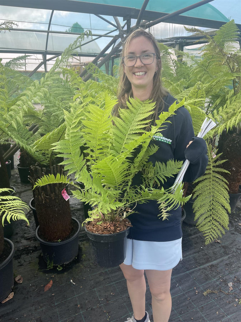 Matteuccia Struthiopteris 3 Litre Pot