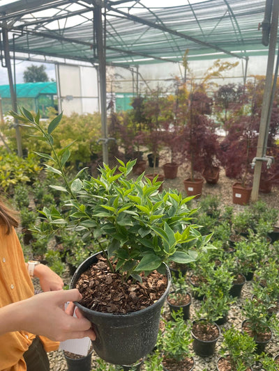 Winter Flowering Plants